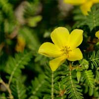 Tribulus Terrestris